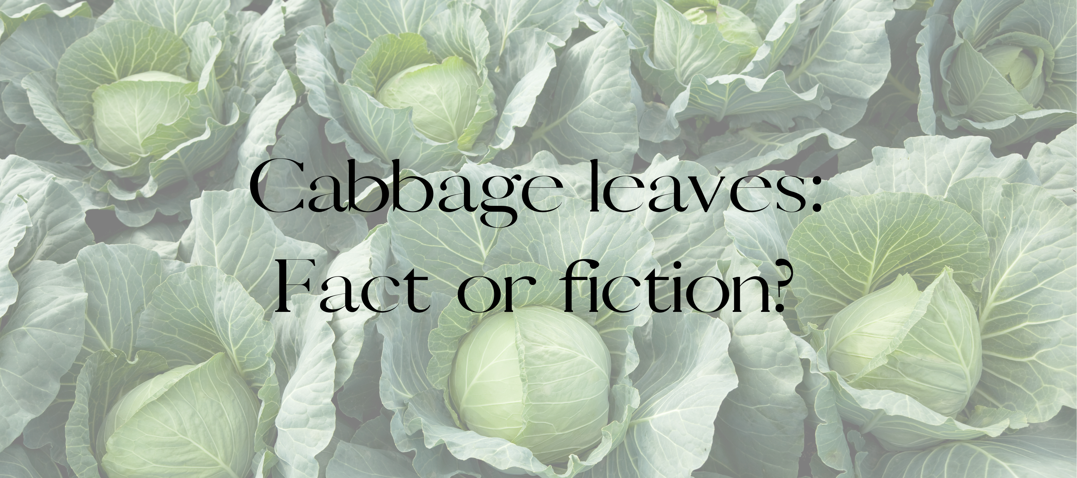 Cabbage leaves: Fact or fiction?