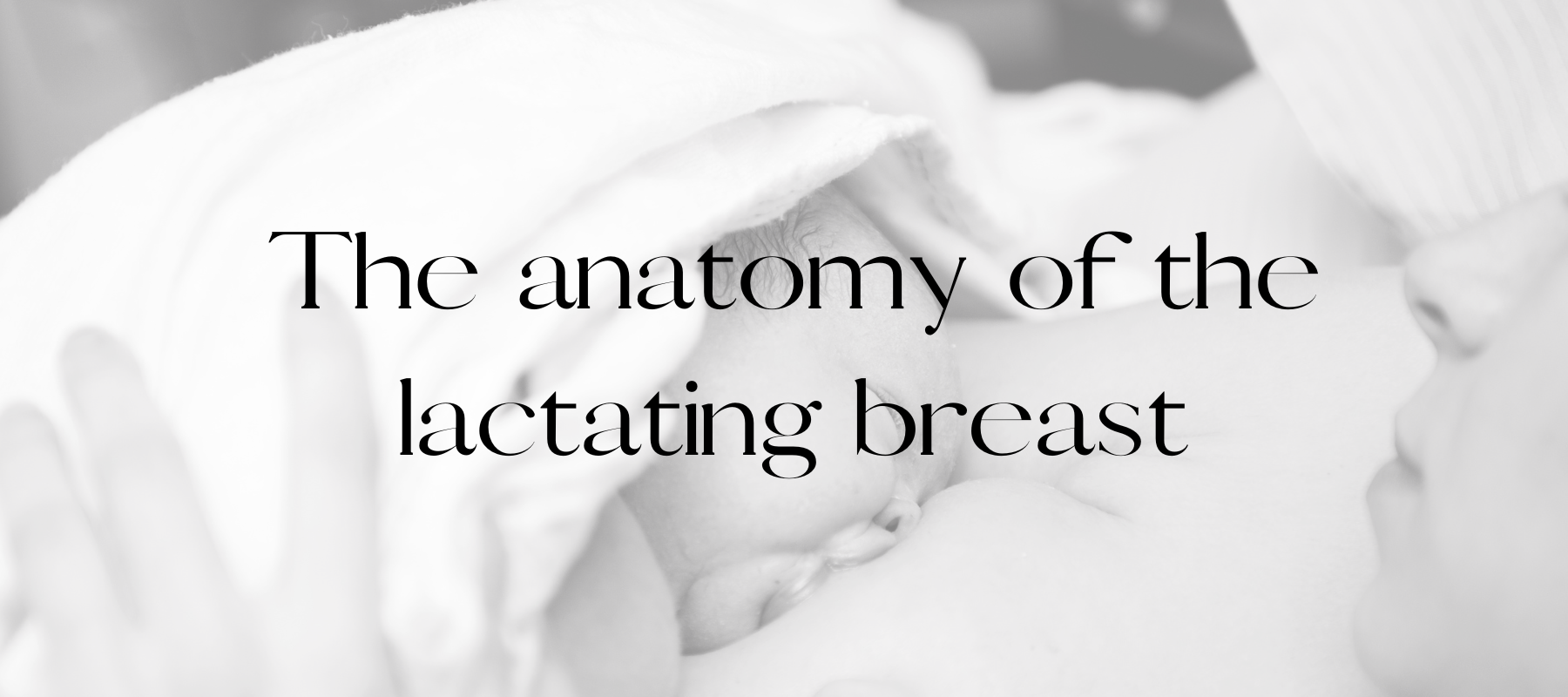 Understanding the Anatomy of the Lactating Breast